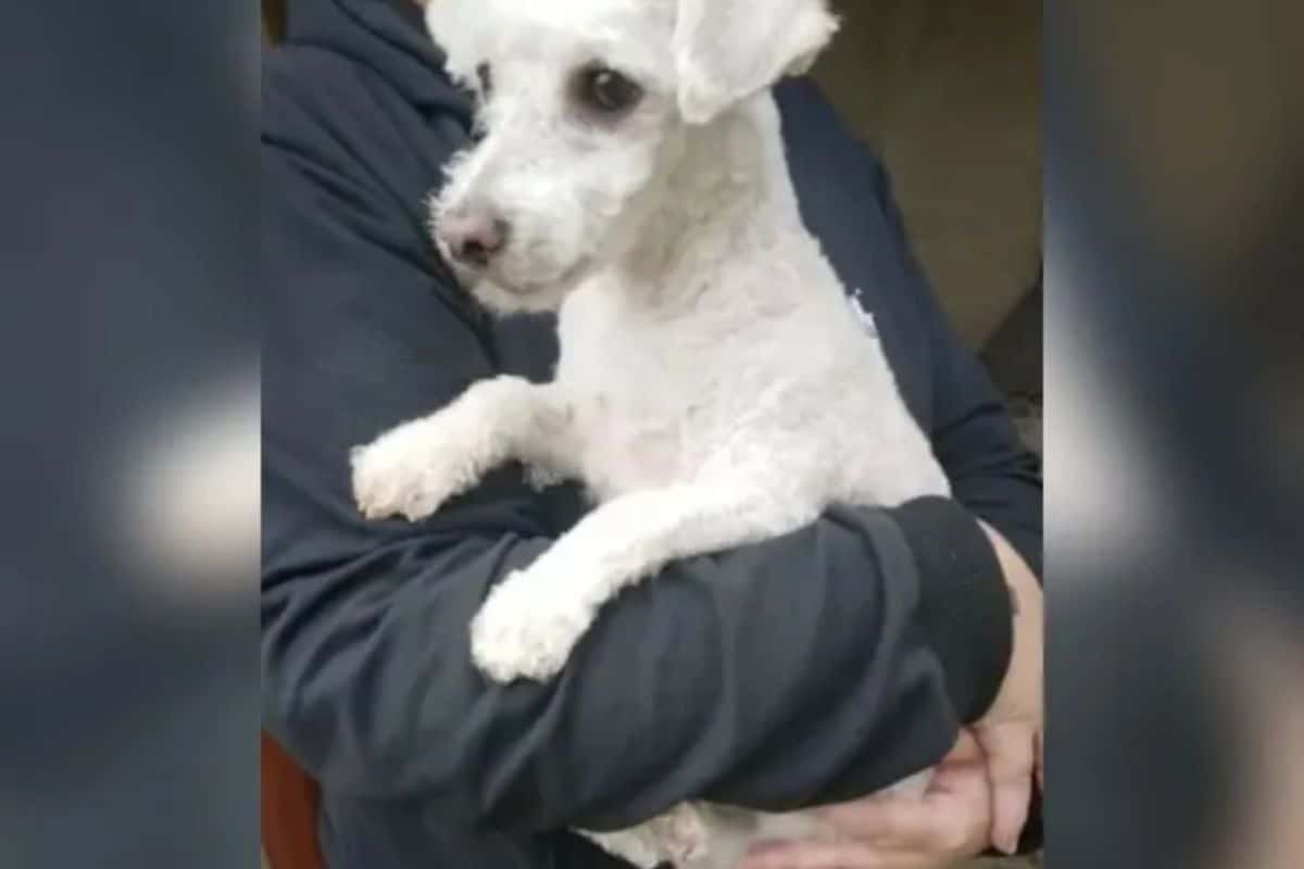 Viral: una peluquería canina confundió los perros y la dueña lo vio "rejuvenecido"