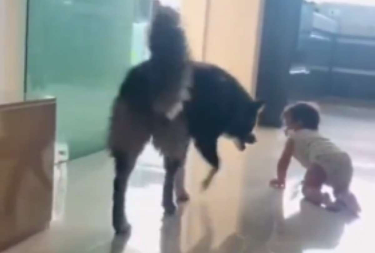 Video conmovedor: un perro protegió a un bebé de los peligros del hogar
