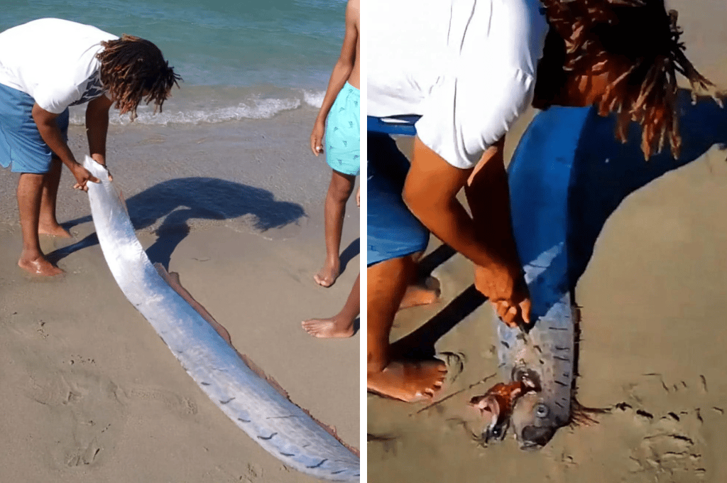 Video: el pez remo que predice terremotos apareció en una playa de República Dominicana
