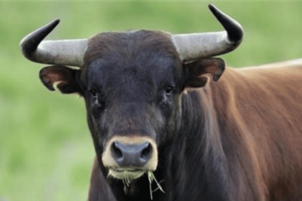 Conmoción en Corrientes: un toro mató de una brutal cornada a su dueño