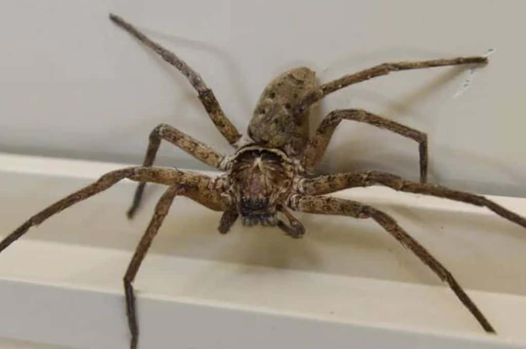 Una australiana reproduce arañas cazadoras en su dormitorio para vencer el miedo