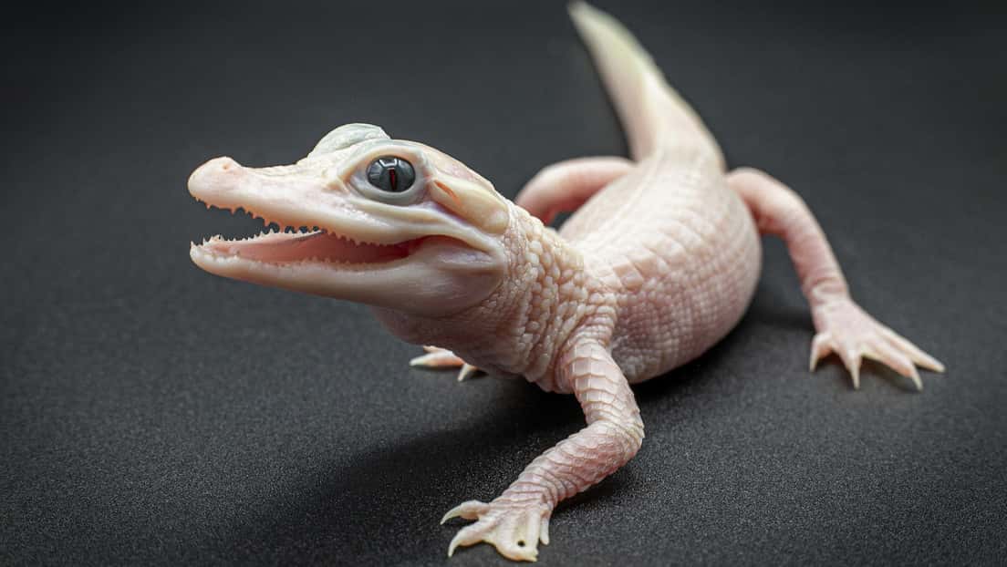 Florida: nació un caimán extremadamente raro de piel rosa y ojos azules