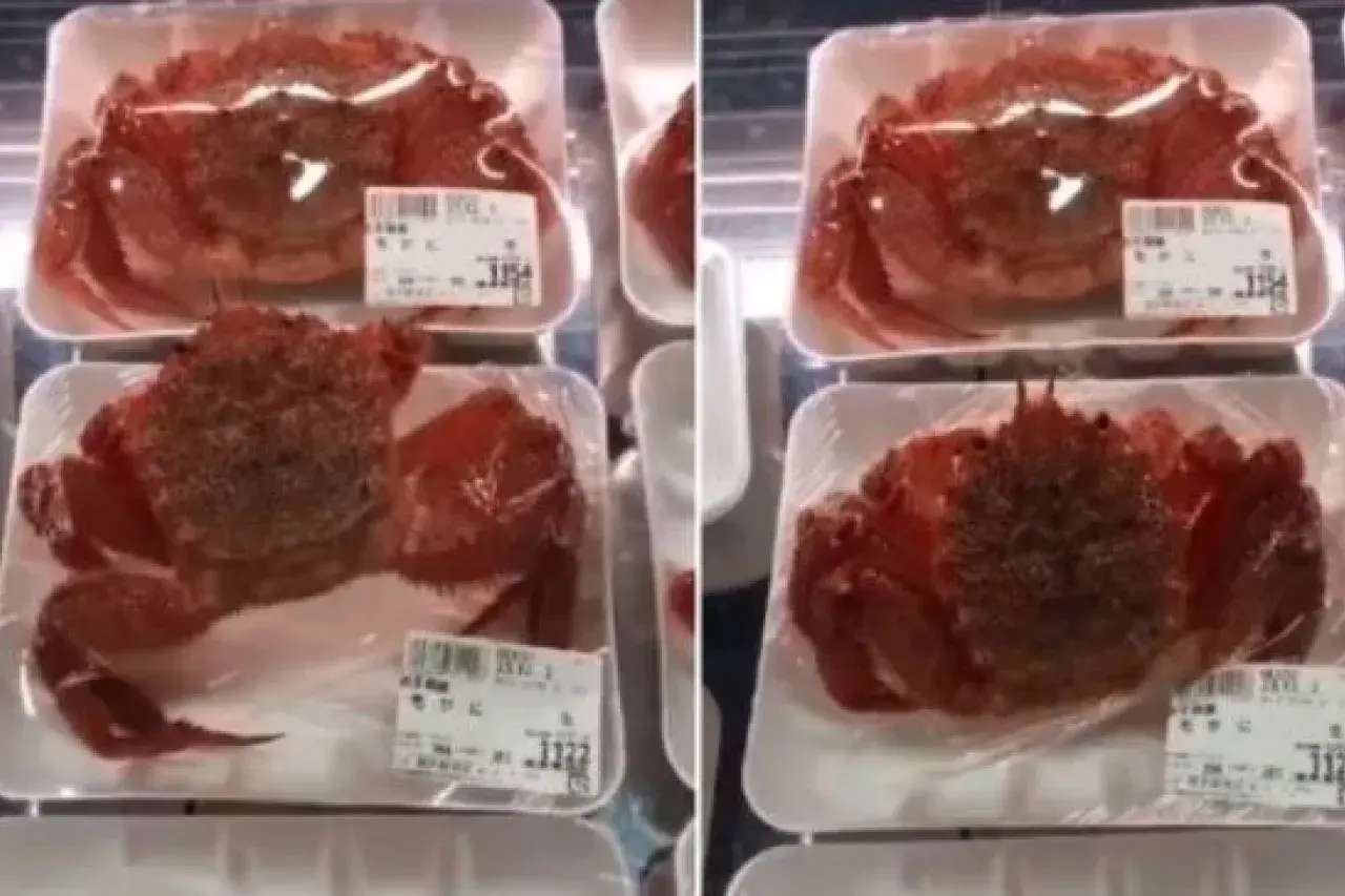 Video viral: en un supermercado de Japón venden cangrejos vivos pero envueltos en film