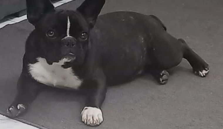 Video: saltó el tapial y se robó un perro Bulldog francés de una casa en Río Primero