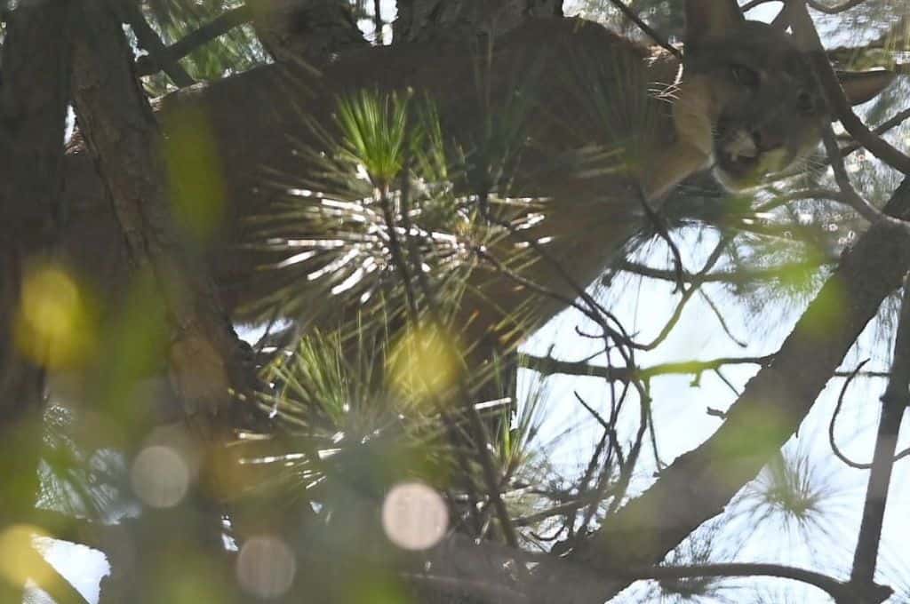 Peligro: debido a la lluvia, el puma de Arroyo Leyes bajó del árbol y está suelto
