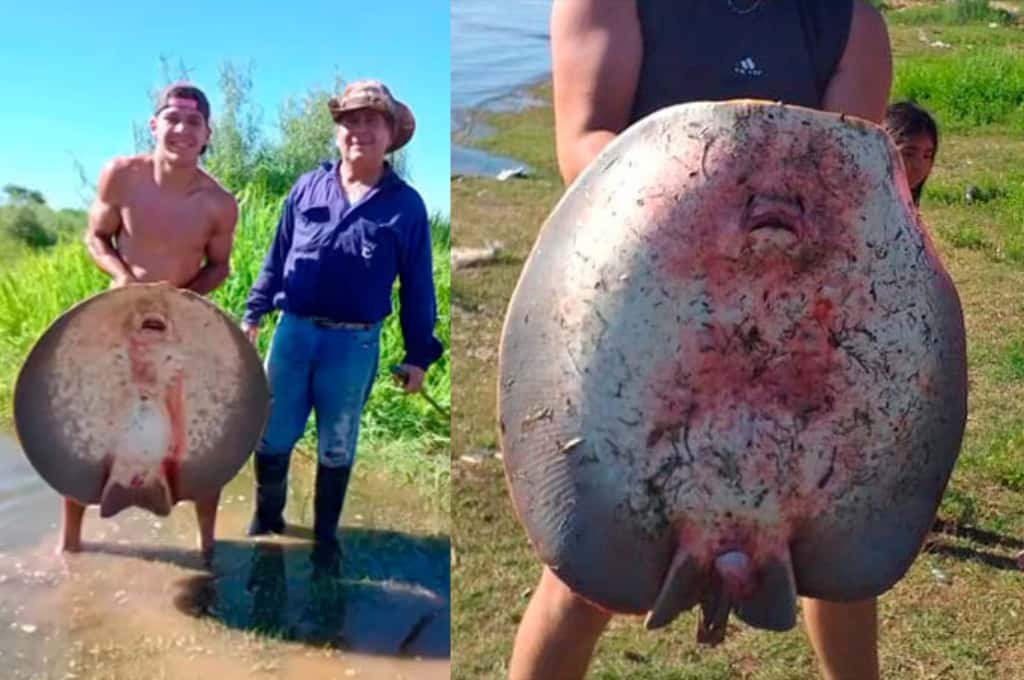 Video: pescaron una raya de 30 kilos en el río Paraná