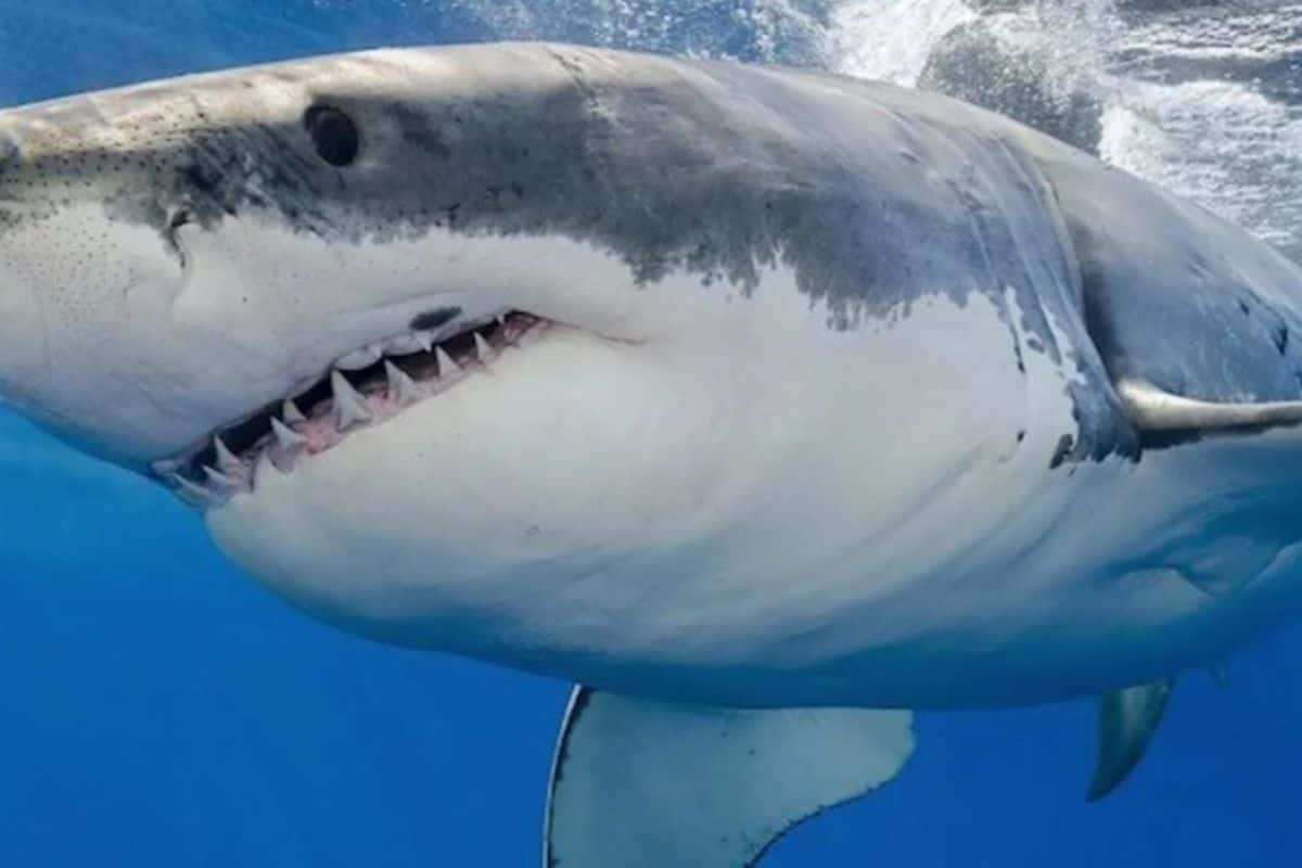 Bahamas: murió una turista tras ser atacada por un tiburón