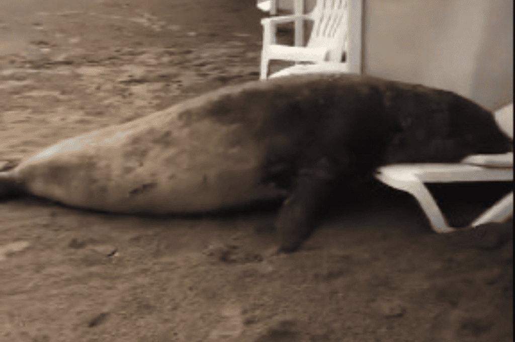 Tras el temporal que azotó a Mar del Plata, un lobo marino "descansó" en las carpas de Playa Grande