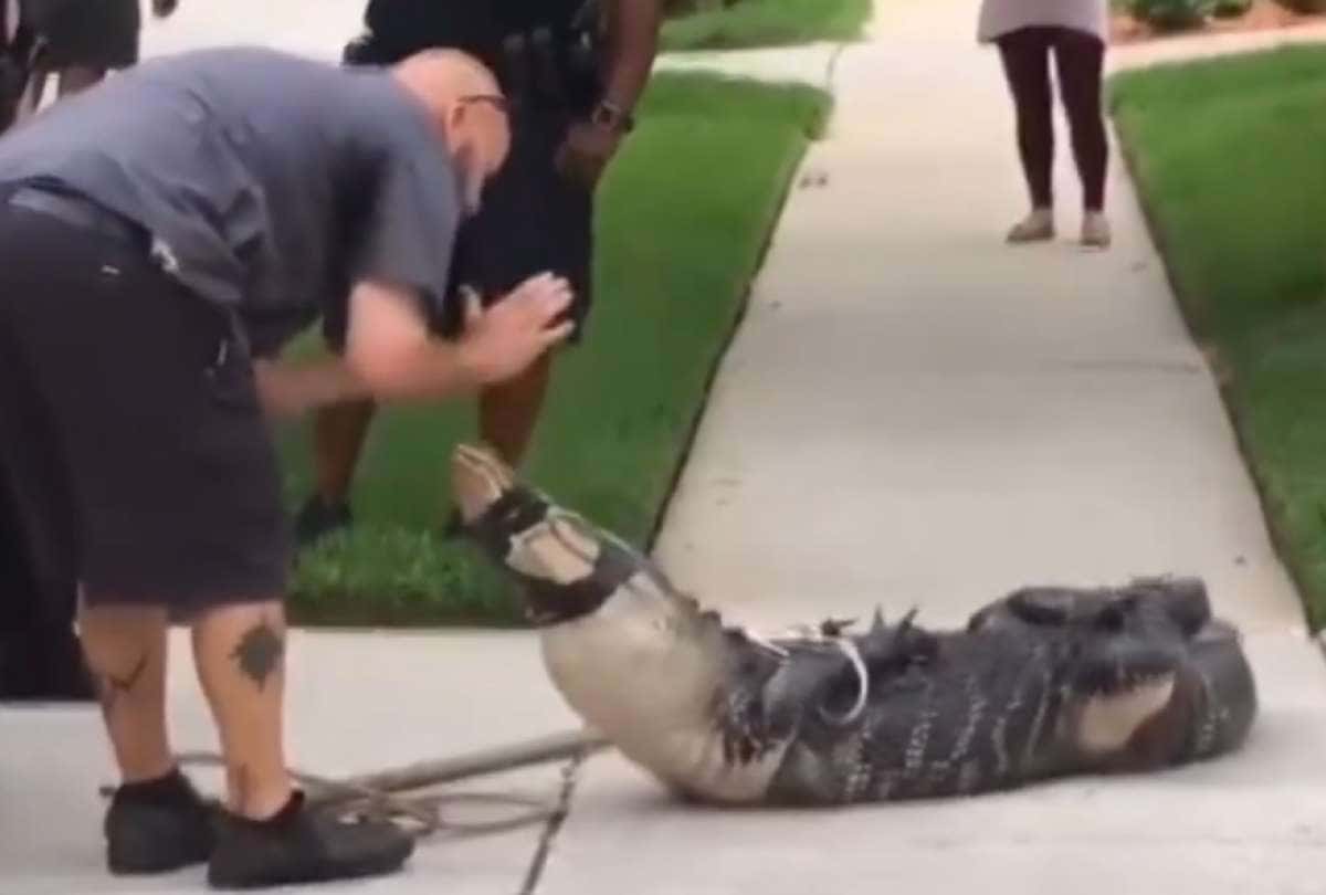 Un caimán desafíó a su captor y lo dejó knocked out: ¡mirá el video!