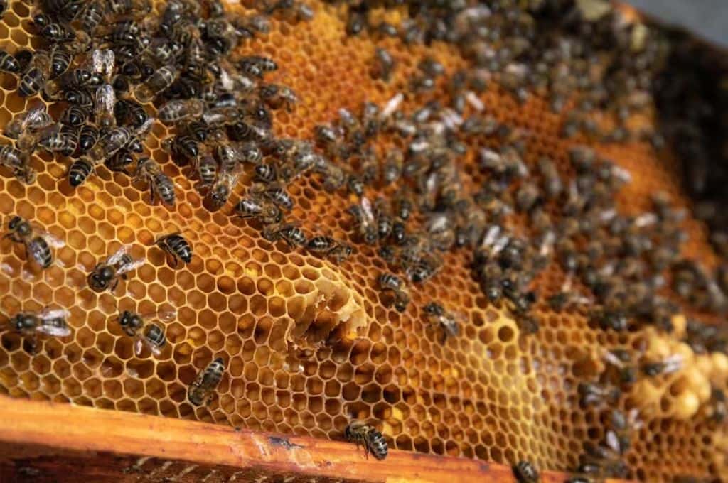 Córdoba: murió un hombre tras ser atacado por un enjambre de abejas