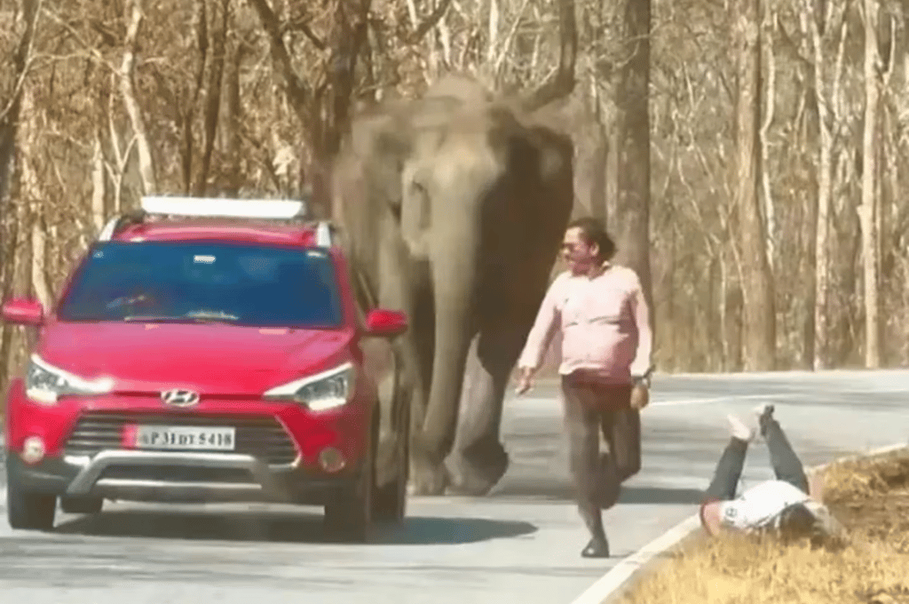 Video: quisieron sacarse una selfie con un elefante pero casi mueren aplastados por el animal