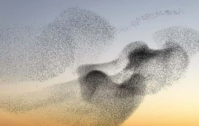 No es una nube: así se ve una migración de estorninos
