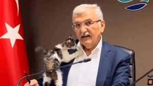 Es viral: una pequeña gata callejera se robó todas las miradas durante una reunión turca y el alcalde la adoptó