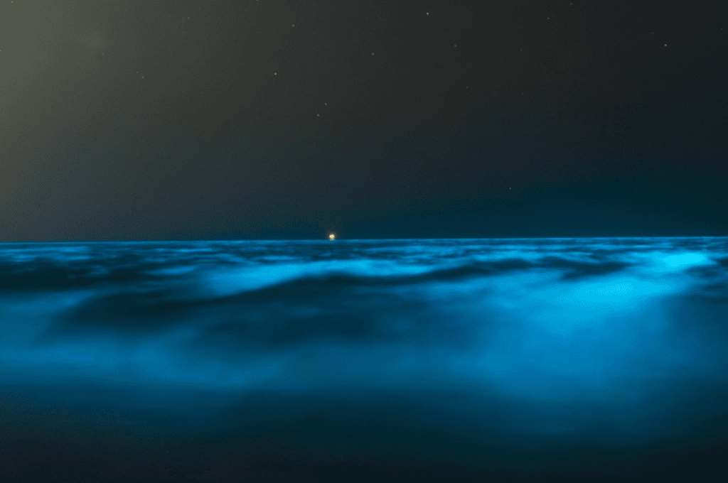 El mar se tiñó de celeste fluorescente en Uruguay: mirá el increíble fenómeno que cautivó a los turistas