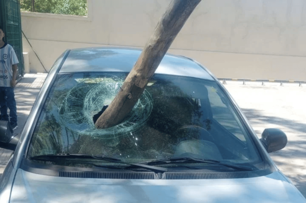 Desgracia con suerte: una rama se incrustó en el parabrisas de un auto