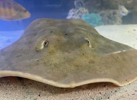 Sorpresa en el acuario: un tiburón habría embarazado a una raya