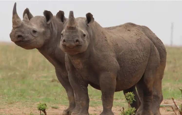Denuncian que subió la caza ilegal de rinocerontes en Sudáfrica