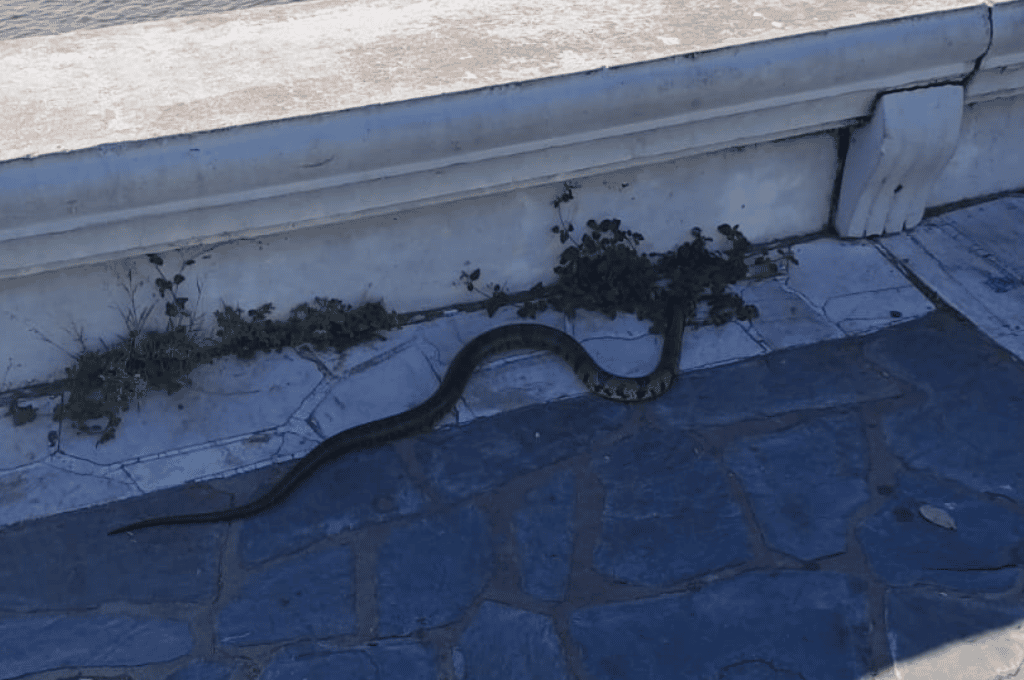 Advierten la presencia de víboras en la Costanera de Santa Fe
