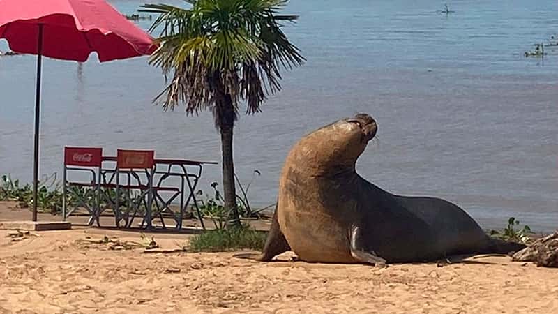 Es viral: un elefante marino causó sorpresa en una playa del Delta del Río Paraná