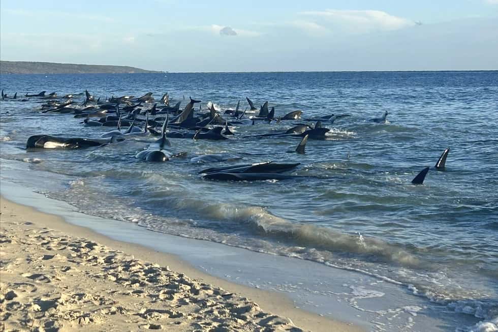 Más de 100 ballenas varadas fueron rescatadas y otras 31 murieron en la costa de Australia