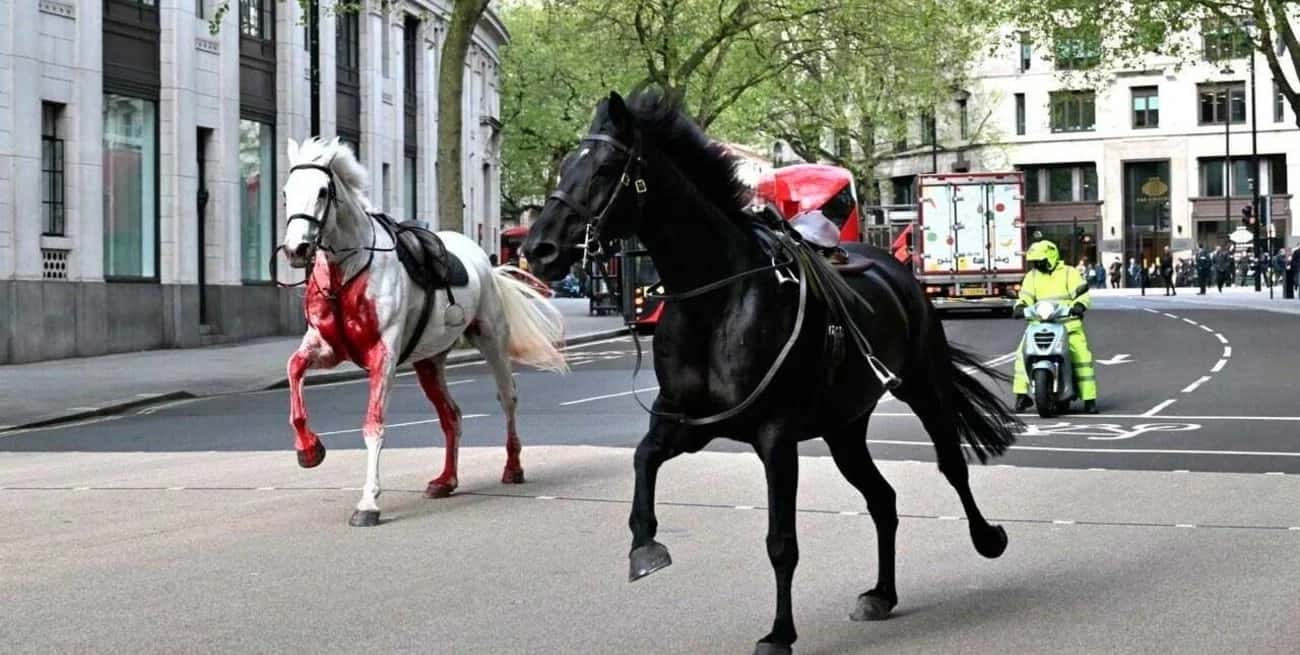 Uno de los caballos estaba manchado de lo que parecía sangre o pintura roja.