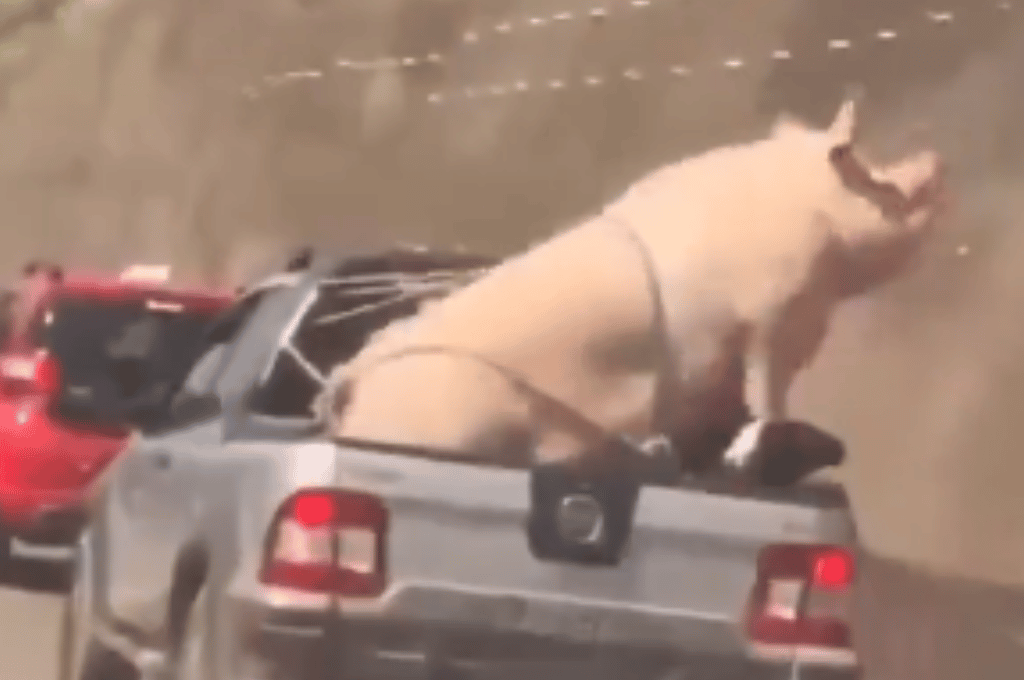 Video: polémica en redes por un cerdo y una cabra transportados ilegalmente