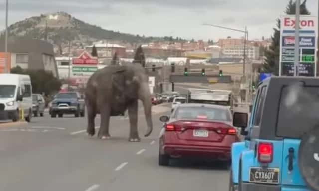 Video: un elefante escapó de un circo y causa terror en las calles de Montana