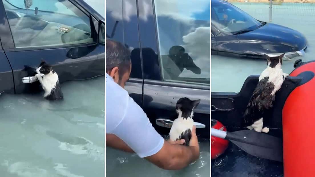 "Cada vida cuenta": policías salvaron a un gato de morir ahogado en Dubai