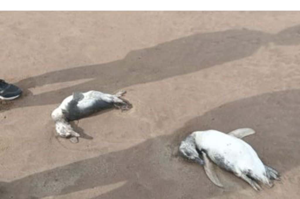 Alerta: aparecieron decenas de pingüinos muertos en las playas de Mar del Plata