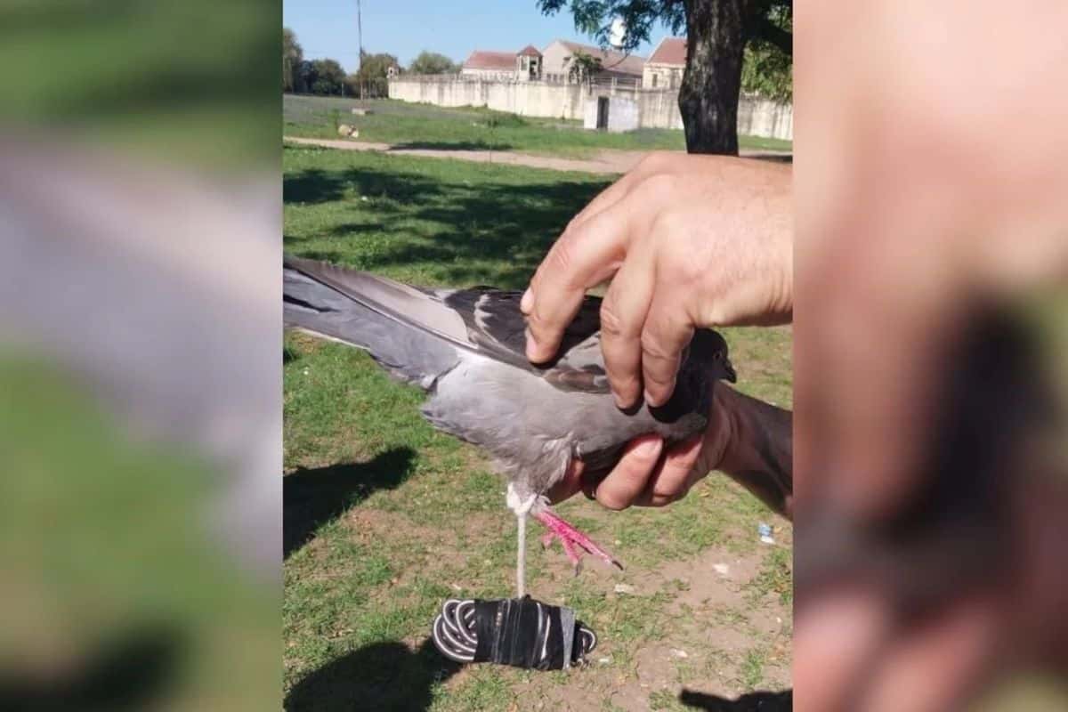 El ave fue encontrado herida en la puerta del penal