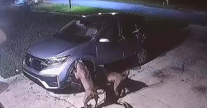 Es viral: tras perseguir e intentar atrapar a una gata, dos pitbulls destrozaron un auto