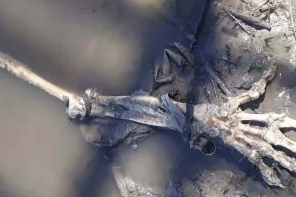 Reconquista: pescadores hallaron restos humanos en estado de descomposición
