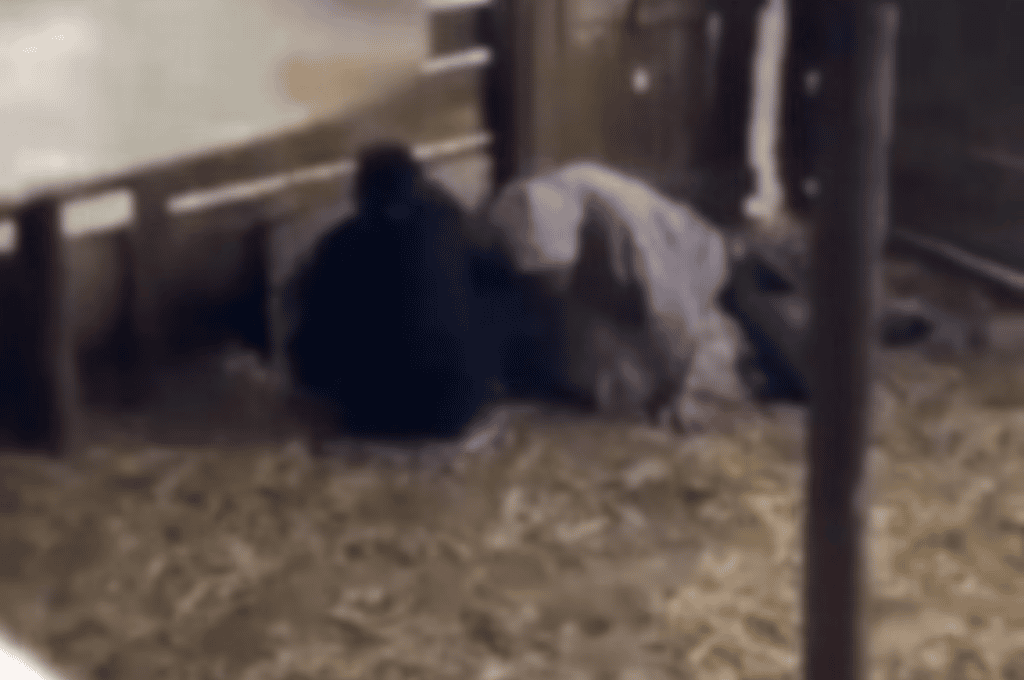 Indignación en España: dos jóvenes marroquíes fueron filmados cometiendo zoofilia con una cabra