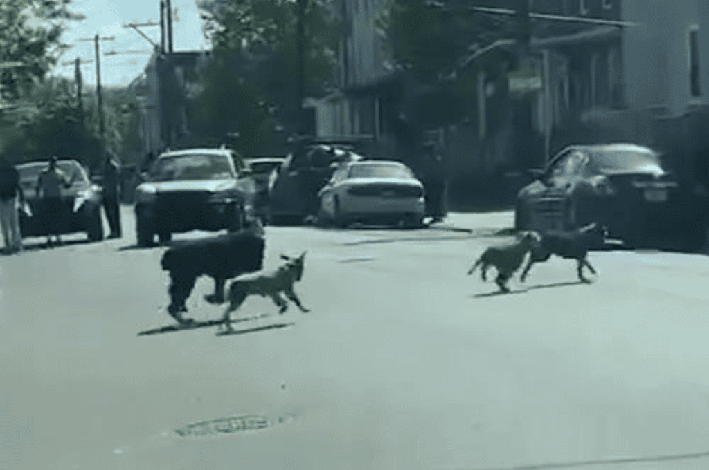 Video: pitbulls atacaron ferozmente a un hombre en plena calle y un policía se vio forzado a matar a uno de los animales
