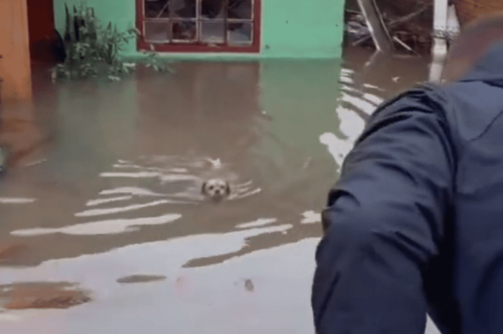 Video: un perrito fue salvado con vida tras sobrevivir varios días en una casa inundada