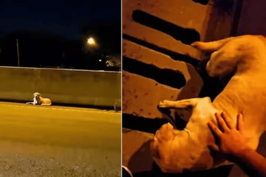 Video conmovedor: un automovilista rescató a un perrito abandonado en la autopista de Rosario