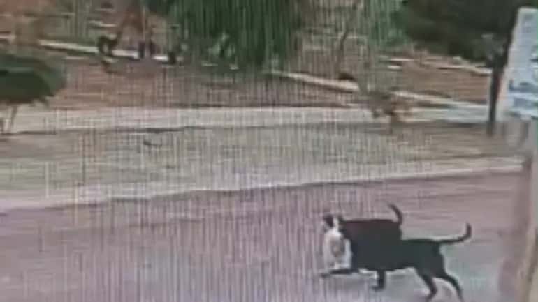 Video: perros "asesinos" mataron a un caniche en Neuquén