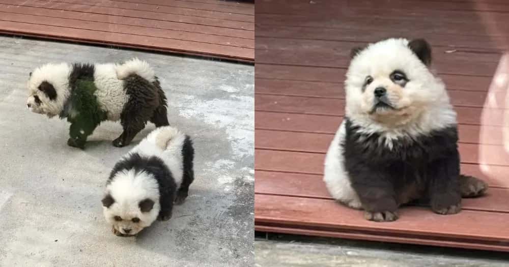 Un zoológico chino causó indignación al revelar que los “osos pandas” exhibidos son en realidad perros teñidos