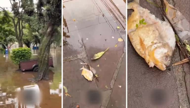 Tras las inundaciones en Brasil, aparecieron pirañas y palometas en las calles