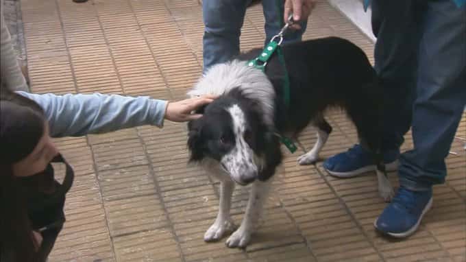imagen Video: así fue el rescate de “Bob”, el perro que se volvió viral tras ser golpeado por su dueño