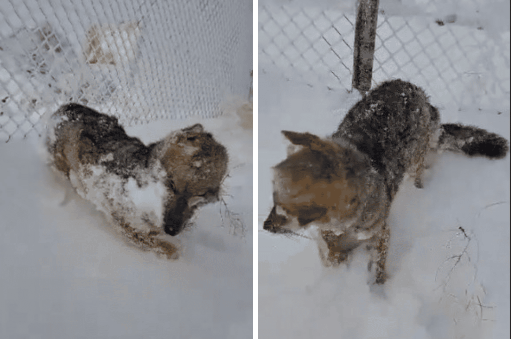 Impactante video: el frío extremo congeló a un zorro en Santa Cruz