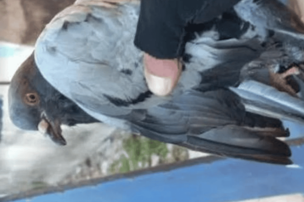 Cárcel de Coronda: policías capturaron una paloma mensajera con un teléfono pegado a sus patas