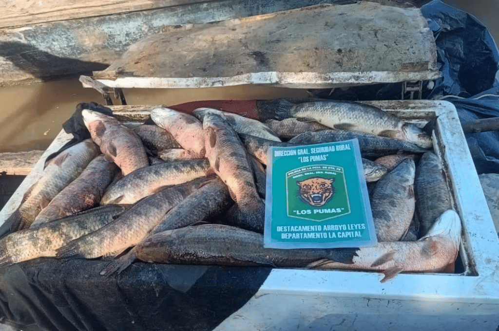 Santa Fe: incautaron centenares de pescados en diferentes operativos