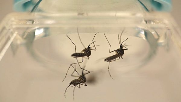 Confirmaron el primer caso de chikungunya en Uruguay