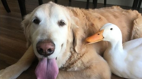 La improbable amistad de un perro y un pato que enternece al mundo