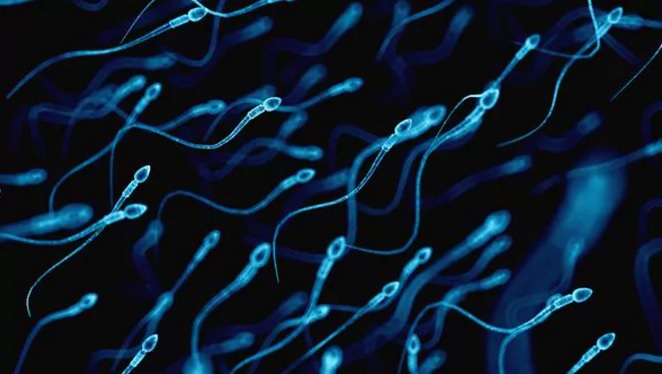 ¿El ser humano en extinción? Baja en la cantidad de espermatozoides pondría en peligro la especie