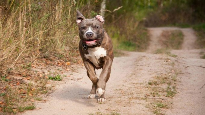 Santiago del Estero: menor grave tras ser atacado por un pitbull