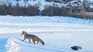¡Inesperada amistad en El Chaltén!: un zorro y un zorrino fueron captados paseando juntos y causaron mucha ternura