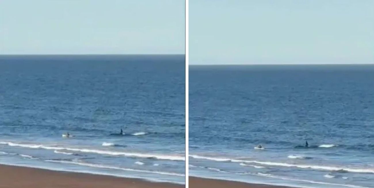 Video viral: una orca se acercó a un kayak y el bote terminó volcado en la costa rionegrina