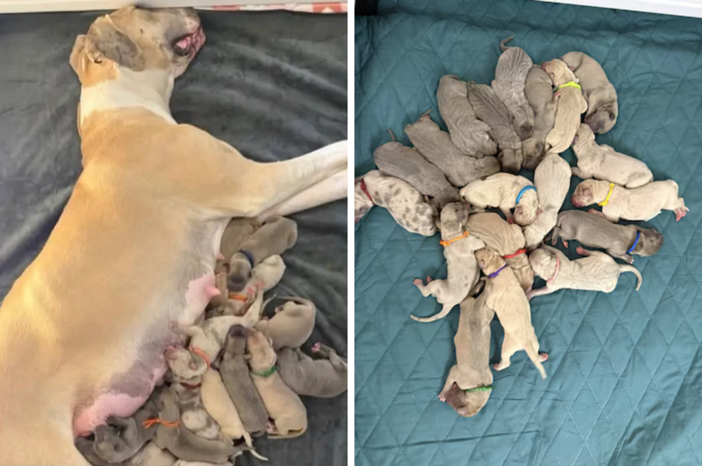 Esperaban cachorros, pero no tantos: una gran danés tuvo 19 cachorros y su historia emocionó a todos